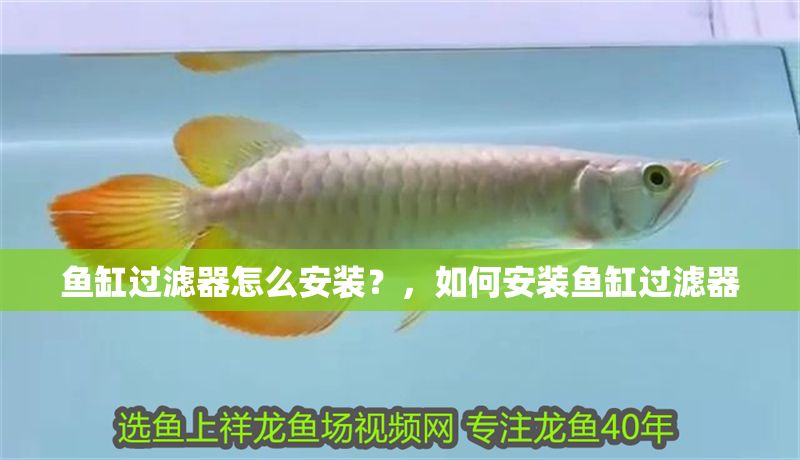 魚缸過(guò)濾器怎么安裝？，如何安裝魚缸過(guò)濾器
