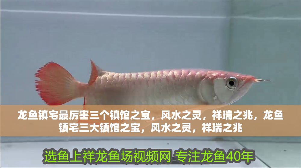 龍魚鎮(zhèn)宅最厲害三個(gè)鎮(zhèn)館之寶，風(fēng)水之靈，祥瑞之兆，龍魚鎮(zhèn)宅三大鎮(zhèn)館之寶，風(fēng)水之靈，祥瑞之兆