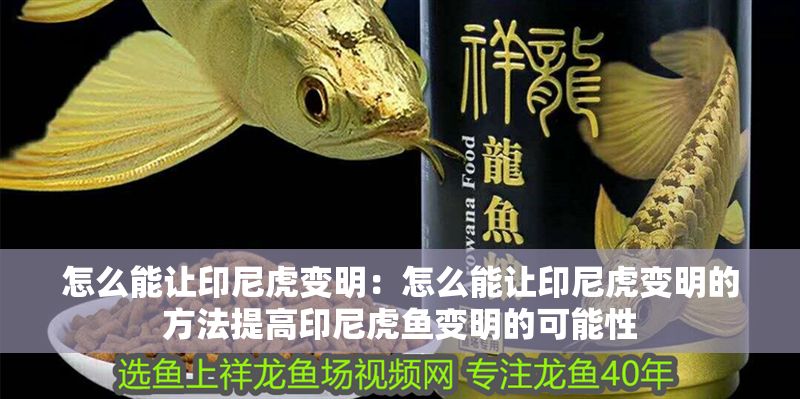 怎么能讓印尼虎變明：怎么能讓印尼虎變明的方法提高印尼虎魚變明的可能性
