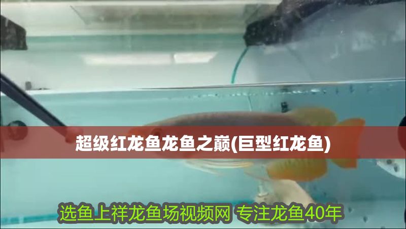 超級(jí)紅龍魚龍魚之巔(巨型紅龍魚)