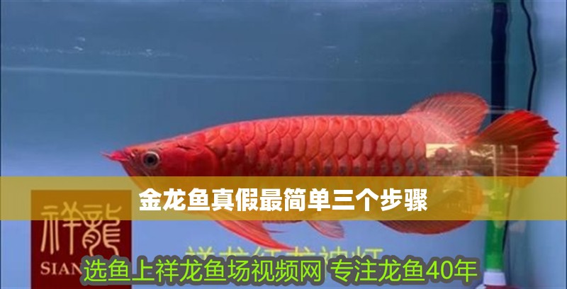 紅龍魚用黃燈烤有用嗎 金龍魚真假最簡單三個步驟 龍魚論壇 金龍魚真假最簡單三個步驟 金龍魚真假最簡單三個步驟 龍魚論壇
