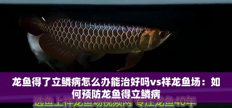 龍魚得了立鱗病怎么辦能治好嗎vs祥龍魚場：如何預防龍魚得立鱗病