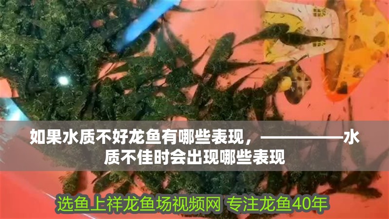 如果水質(zhì)不好龍魚(yú)有哪些表現(xiàn)，—————水質(zhì)不佳時(shí)會(huì)出現(xiàn)哪些表現(xiàn)