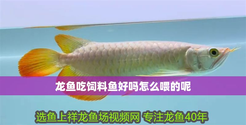 龍魚吃飼料魚好嗎怎么喂的呢