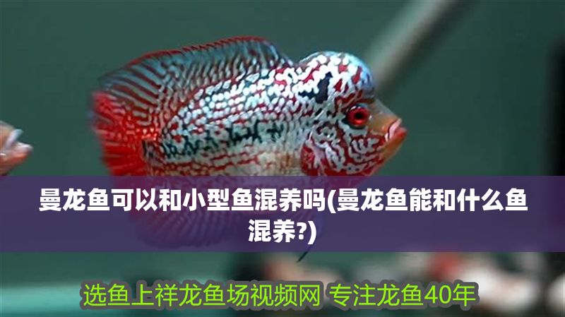 曼龍魚可以和小型魚混養嗎(曼龍魚能和什么魚混養?)