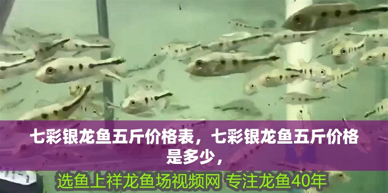 七彩銀龍魚五斤價格表，七彩銀龍魚五斤價格是多少，