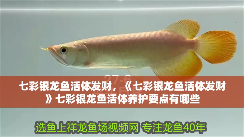 七彩銀龍魚活體發財，《七彩銀龍魚活體發財》七彩銀龍魚活體養護要點有哪些