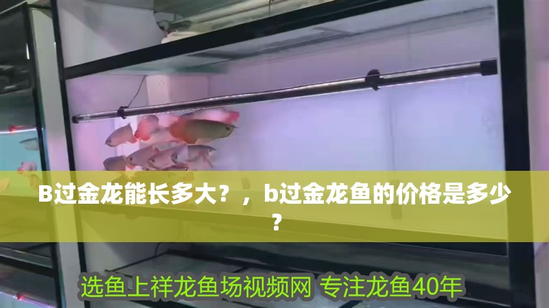 B過金龍能長多大？，b過金龍魚的價格是多少？