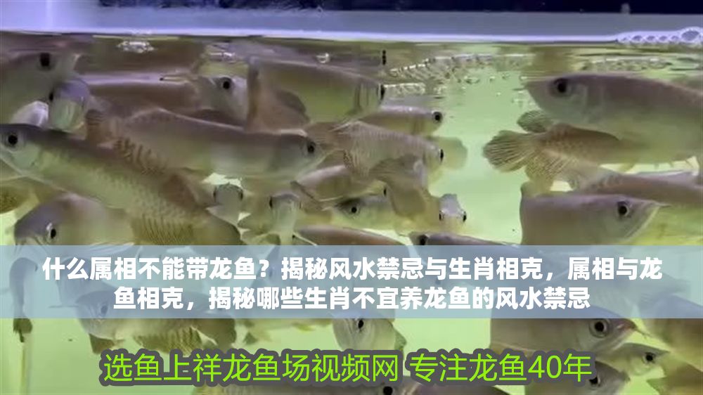 什么屬相不能帶龍魚(yú)？揭秘風(fēng)水禁忌與生肖相克，屬相與龍魚(yú)相克，揭秘哪些生肖不宜養(yǎng)龍魚(yú)的風(fēng)水禁忌 什么屬相不能帶龍魚(yú)？揭秘風(fēng)水禁忌與生肖相克，屬相與龍魚(yú)相克，揭秘哪些生肖不宜養(yǎng)龍魚(yú)的風(fēng)水禁忌 龍魚(yú)百科 第1張