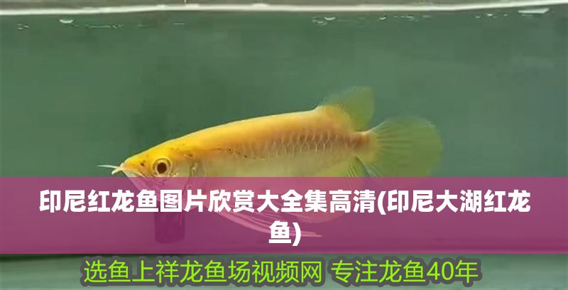 印尼紅龍魚圖片欣賞大全集高清(印尼大湖紅龍魚)