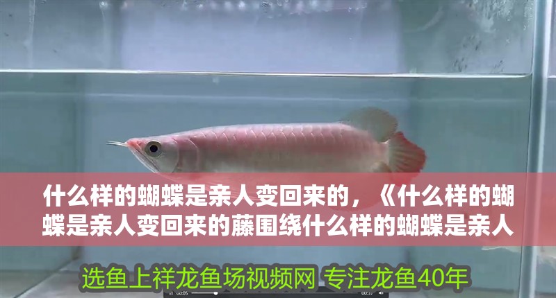 什么樣的蝴蝶是親人變回來的，《什么樣的蝴蝶是親人變回來的藤圍繞什么樣的蝴蝶是親人變回來的