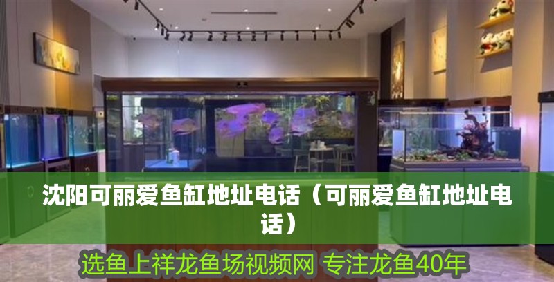 沈陽可麗愛魚缸地址電話（可麗愛魚缸地址電話）