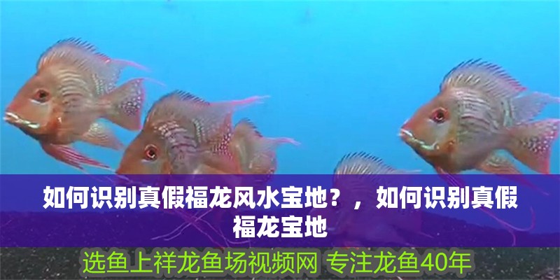 如何識別真假福龍風水寶地？，如何識別真假福龍寶地