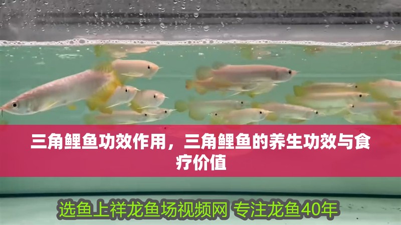 三角鯉魚(yú)功效作用，三角鯉魚(yú)的養(yǎng)生功效與食療價(jià)值