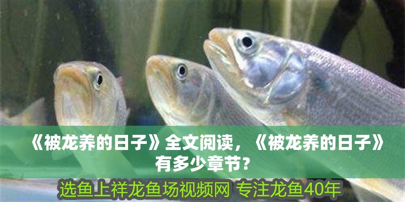 《被龍養的日子》全文閱讀，《被龍養的日子》有多少章節？