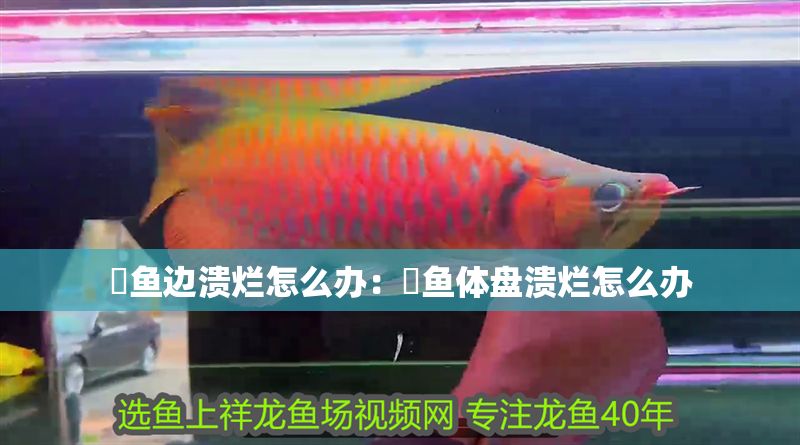 魟魚(yú)邊潰爛怎么辦：魟魚(yú)體盤(pán)潰爛怎么辦