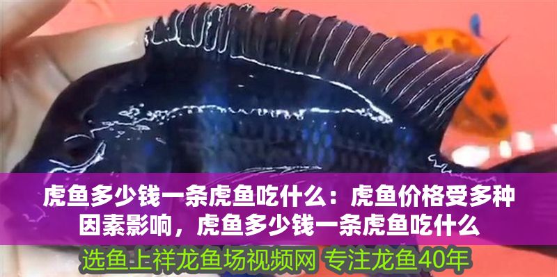 虎魚多少錢一條虎魚吃什么:虎魚價格受多種因素影響,虎魚多少錢一條虎魚吃什么 虎魚百科 第2張 虎魚多少錢一條虎魚吃什么:虎魚價格受多種因素影響,虎魚多少錢一條虎魚吃什么 虎魚多少錢一條虎魚吃什么:虎魚價格受多種因素影響,虎魚多少錢一條虎魚吃什么 虎魚百科 第2張
