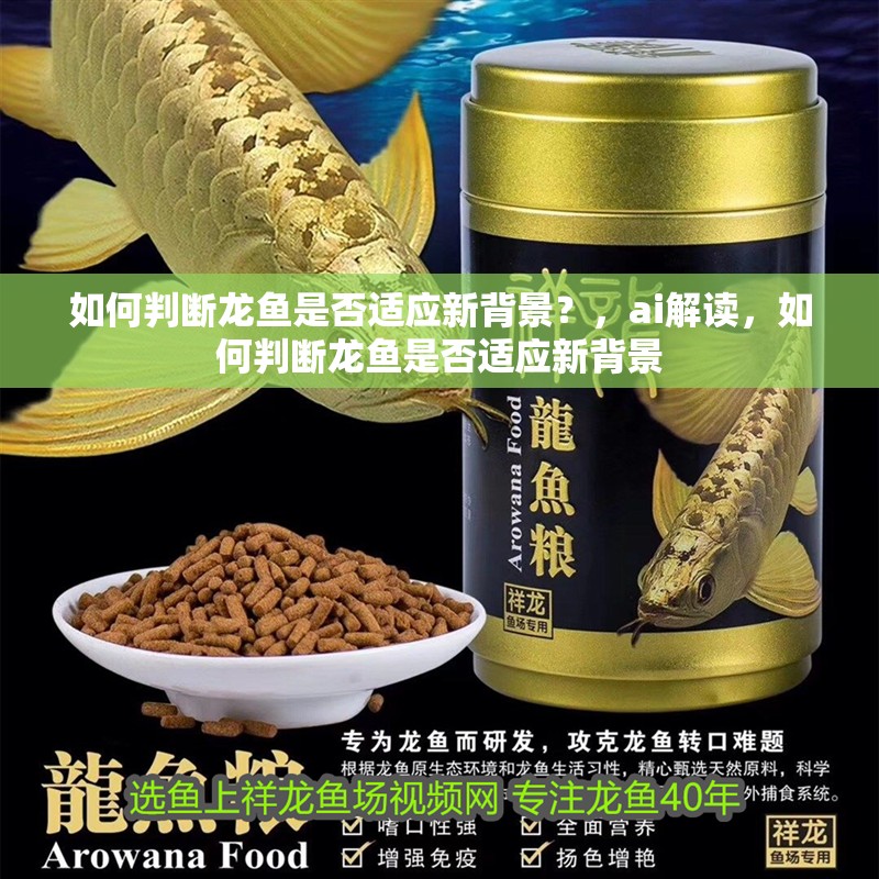 如何判斷龍魚是否適應新背景？，ai解讀，如何判斷龍魚是否適應新背景
