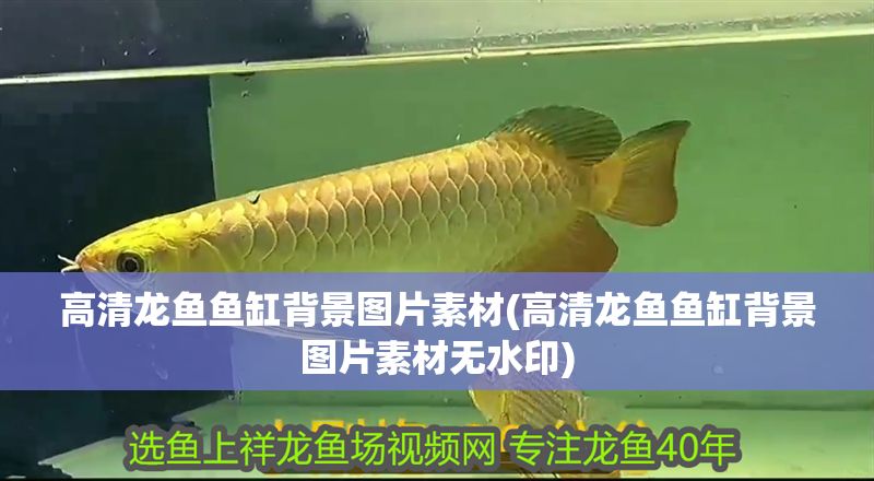 高清龍魚魚缸背景圖片素材(高清龍魚魚缸背景圖片素材無水印)