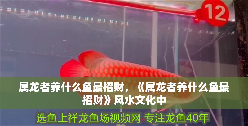 屬龍者養(yǎng)什么魚最招財，《屬龍者養(yǎng)什么魚最招財》風水文化中