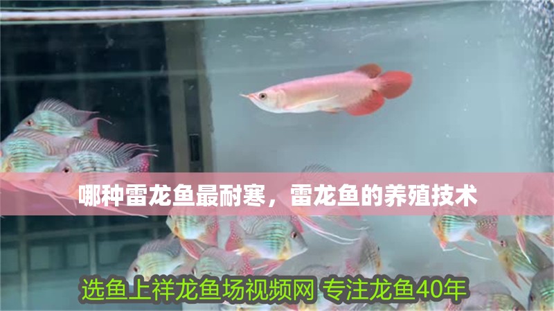 哪種雷龍魚最耐寒，雷龍魚的養殖技術