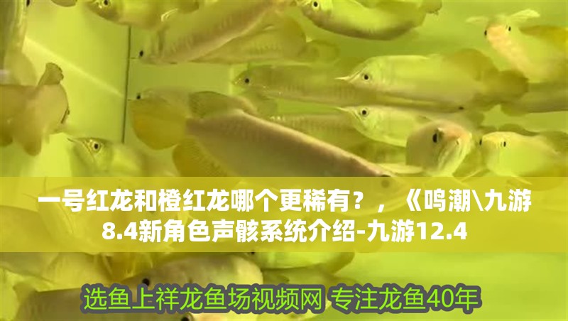 一號紅龍和橙紅龍哪個更稀有？，《鳴潮\九游8.4新角色聲骸系統介紹-九游12.4