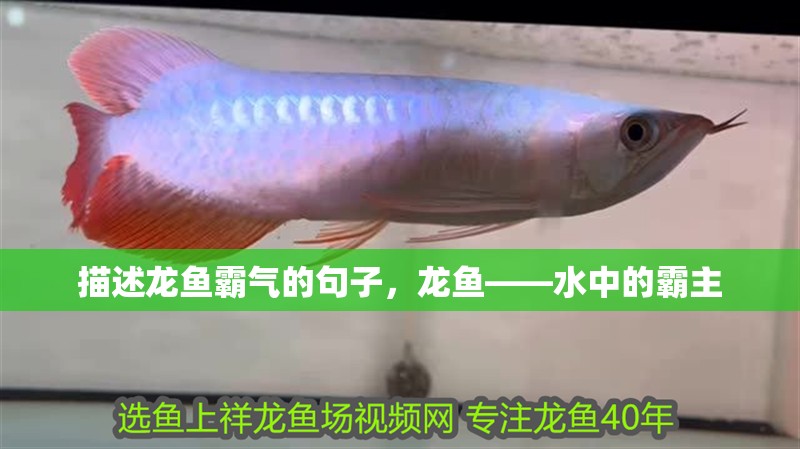 描述龍魚霸氣的句子，龍魚——水中的霸主