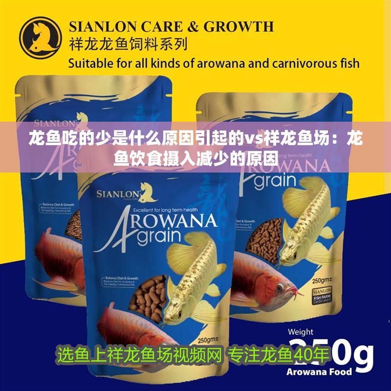 龍魚吃的少是什么原因引起的vs祥龍魚場：龍魚飲食攝入減少的原因
