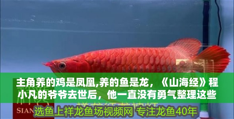 主角養(yǎng)的雞是鳳凰,養(yǎng)的魚是龍，《山海經(jīng)》程小凡的爺爺去世后，他一直沒有勇氣整理這些遺物