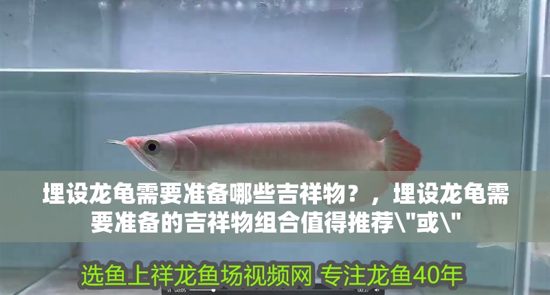 埋設龍龜需要準備哪些吉祥物？，埋設龍龜需要準備的吉祥物組合值得推薦\