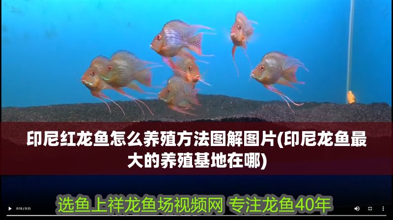 印尼紅龍魚怎么養殖方法圖解圖片(印尼龍魚最大的養殖基地在哪)