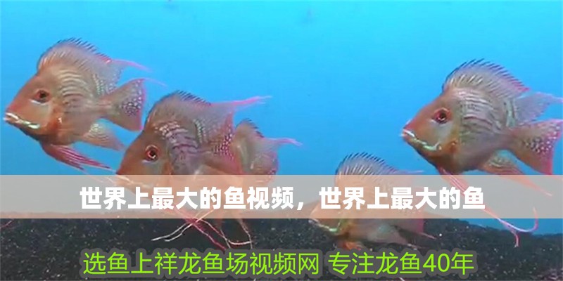 世界上最大的魚視頻，世界上最大的魚