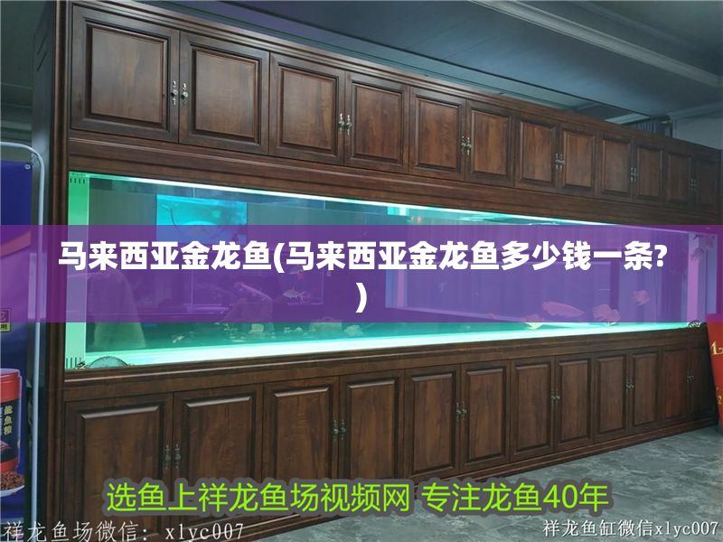 馬來西亞金龍魚(馬來西亞金龍魚多少錢一條?)