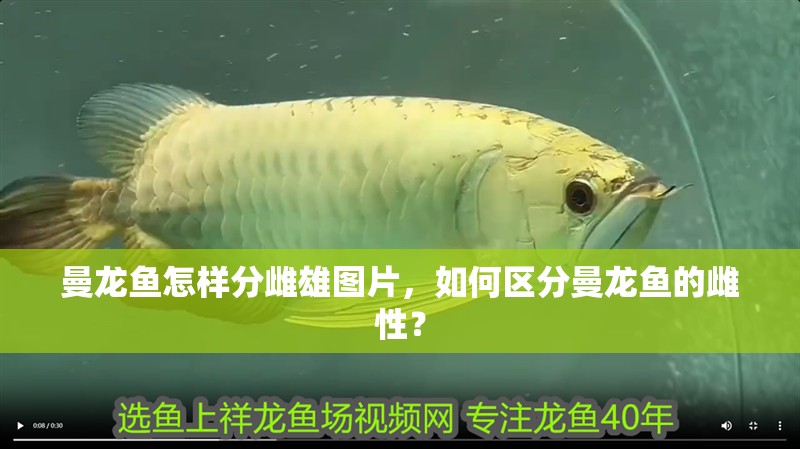 曼龍魚怎樣分雌雄圖片，如何區分曼龍魚的雌性？