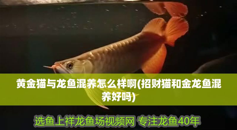 黃金貓與龍魚混養怎么樣啊(招財貓和金龍魚混養好嗎)