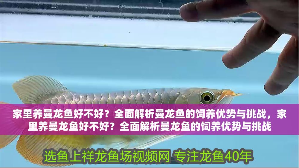 詳細閱讀:家里養曼龍魚好不好?全面解析曼龍魚的飼養優勢與挑戰,家里養曼龍魚好不好?全面解析曼龍魚的飼養優勢與挑戰 家里養曼龍魚好不好?全面解析曼龍魚的飼養優勢與挑戰,家里養曼龍魚好不好?全面解析曼龍魚的飼養優勢與挑戰