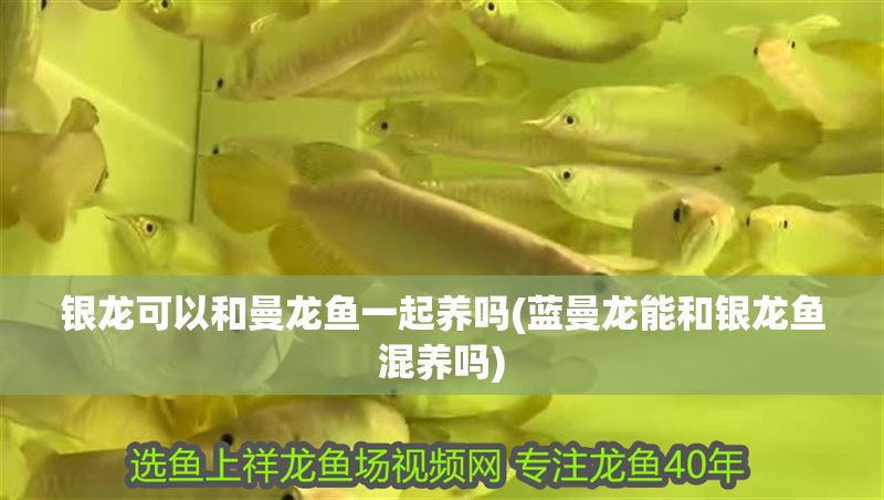 銀龍可以和曼龍魚一起養嗎(藍曼龍能和銀龍魚混養嗎)