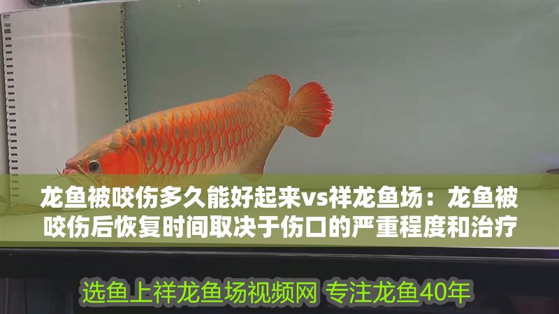 龍魚被咬傷多久能好起來vs祥龍魚場：龍魚被咬傷后恢復時間取決于傷口的嚴重程度和治療措施