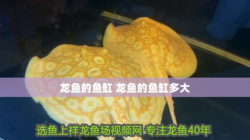 龍魚的魚缸 龍魚的魚缸多大