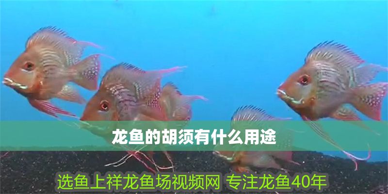 龍魚的胡須有什么用途