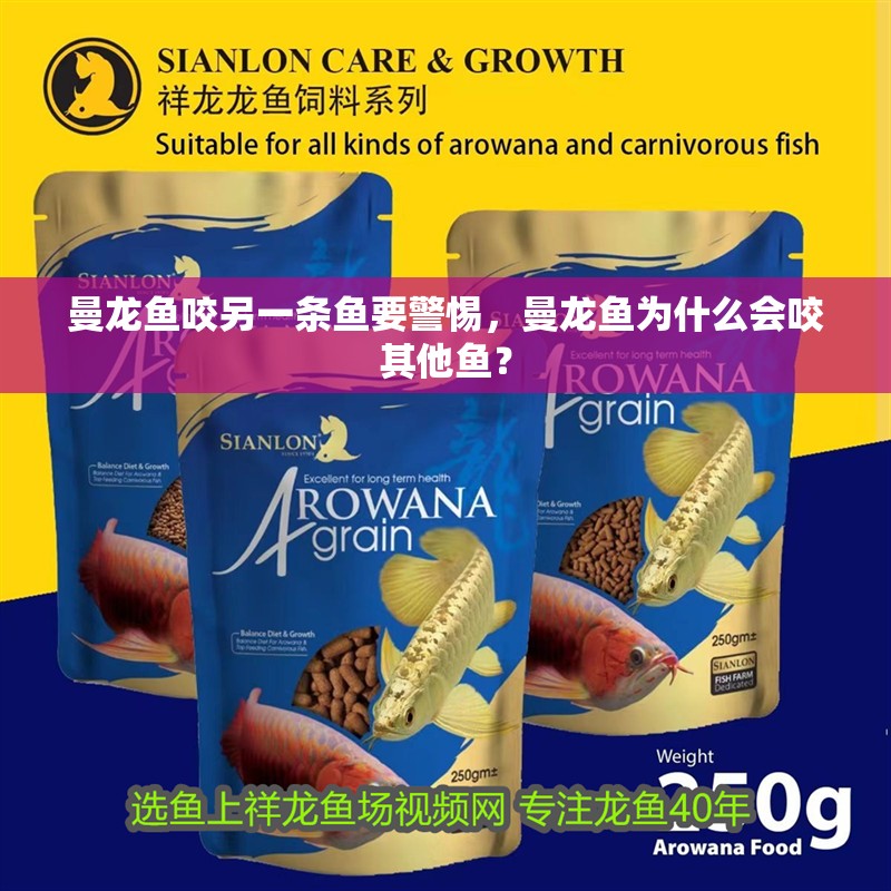 曼龍魚咬另一條魚要警惕，曼龍魚為什么會咬其他魚？ 曼龍魚咬另一條魚要警惕，曼龍魚為什么會咬其他魚？ 水族問答