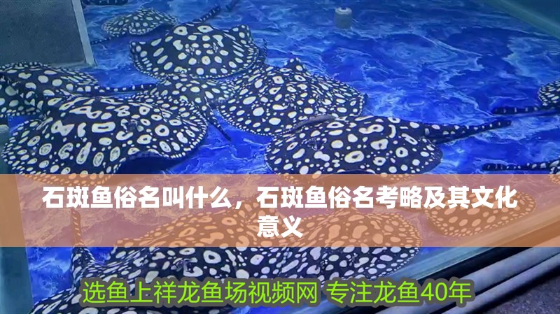 石斑魚俗名叫什么，石斑魚俗名考略及其文化意義