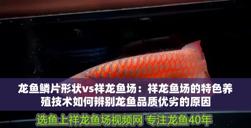 龍魚鱗片形狀vs祥龍魚場：祥龍魚場的特色養殖技術如何辨別龍魚品質優劣的原因