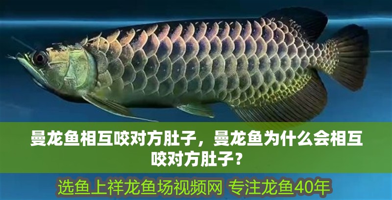 曼龍魚相互咬對方肚子，曼龍魚為什么會相互咬對方肚子？