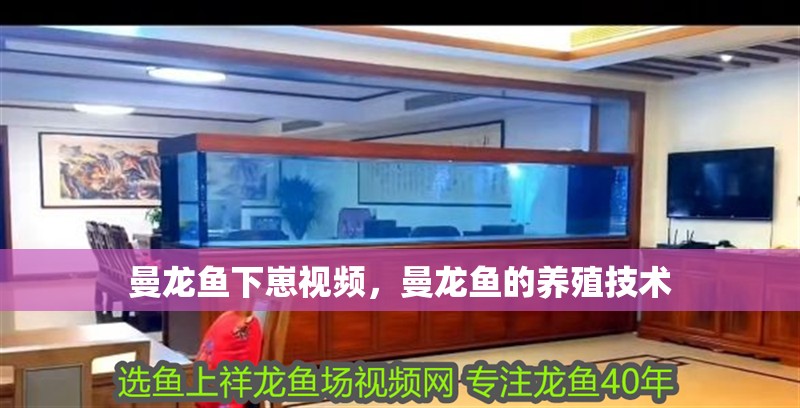 曼龍魚下崽視頻，曼龍魚的養殖技術