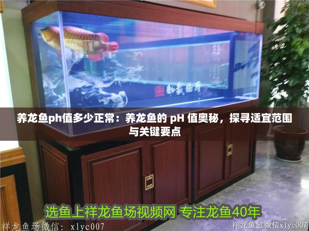 養龍魚ph值多少正常：養龍魚的 pH 值奧秘，探尋適宜范圍與關鍵要點