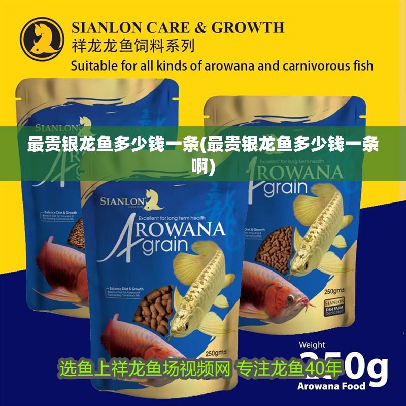最貴銀龍魚多少錢一條(最貴銀龍魚多少錢一條啊)