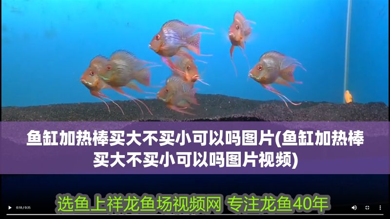 魚缸加熱棒買大不買小可以嗎圖片(魚缸加熱棒買大不買小可以嗎圖片視頻)