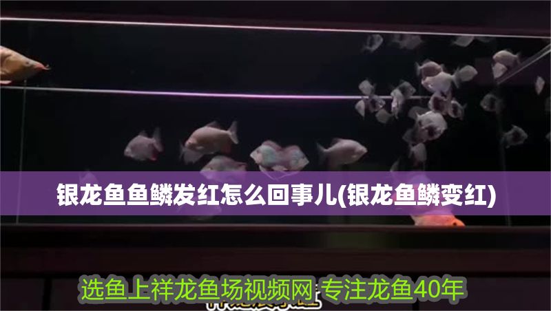 銀龍魚魚鱗發紅怎么回事兒(銀龍魚鱗變紅)