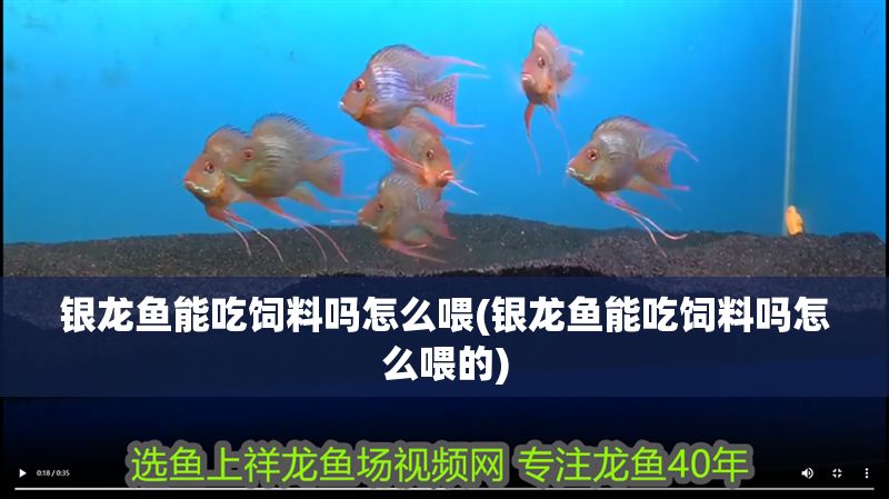銀龍魚(yú)能吃飼料嗎怎么喂(銀龍魚(yú)能吃飼料嗎怎么喂的)